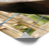 オカピ ポスター (角)