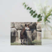 オカピ ポストカード (スタンド正面)