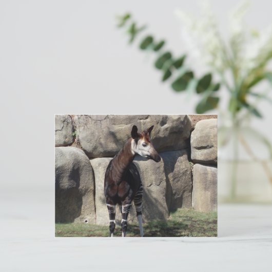 オカピ ポストカード (スタンド正面)