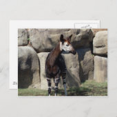 オカピ ポストカード (正面/裏面)