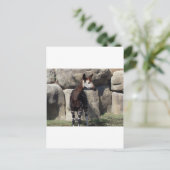 オカピ ポストカード (スタンド正面)