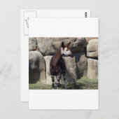 オカピ ポストカード (正面/裏面)