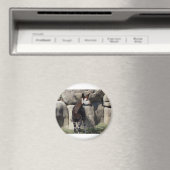 オカピ マグネット (インサイチュ (食洗機))