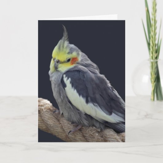 オカメインコのぬいぐるみカード カード (正面)