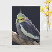 オカメインコのぬいぐるみカード カード (黄色い花)
