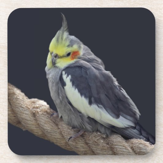 オカメインコのコースターセット コースター (正面)