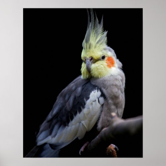 オカメインコのプリント ポスター (正面)