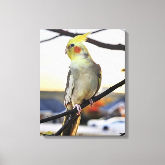オカメインコのプロフィール写真 キャンバスプリント (正面)