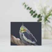 オカメインコのポストカード ポストカード (スタンド正面)