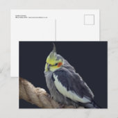 オカメインコのポストカード ポストカード (正面/裏面)