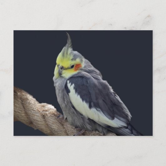 オカメインコのポストカード ポストカード (正面)