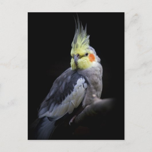 オカメインコのポストカード ポストカード (正面)