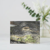 オカラゲーターポストカード ポストカード (スタンド正面)