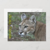 オカラパンサー葉書 ポストカード (正面/裏面)