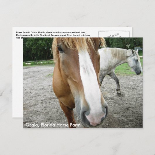オカラフロリダホースファームウマ葉書フロリダ ポストカード (正面/裏面)