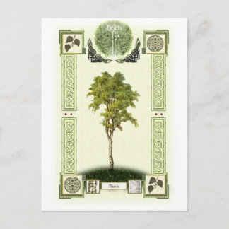 オガム樺の木 ポストカード