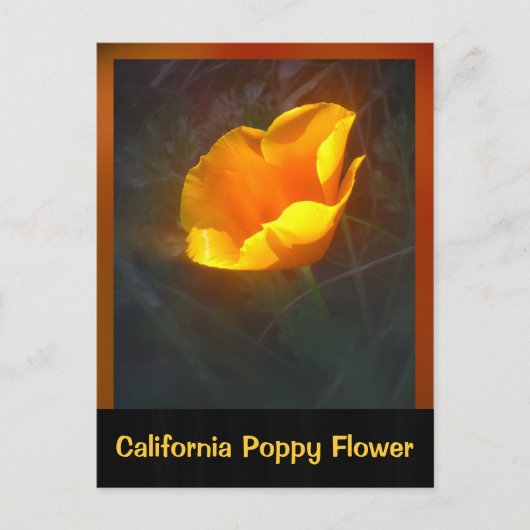 オガンジュカリフォルニアフラワー ポストカード (正面)