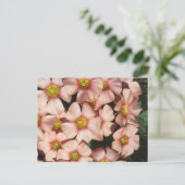 オキサリス、モミツバメ ポストカード (スタンド正面)