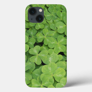 オキザリス・オレガナ(ウッドソレル)の葉の景色 iPhone 13ケース