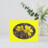 オキザリス 黄色の花を咲かせる観葉植物 ポストカード (スタンド正面)
