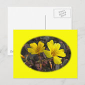 オキザリス 黄色の花を咲かせる観葉植物 ポストカード (正面/裏面)
