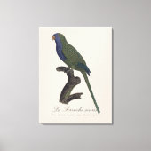 オキナインコまたはオキナコノハズク、Myiopsitta Monachus キャンバスプリント (正面)