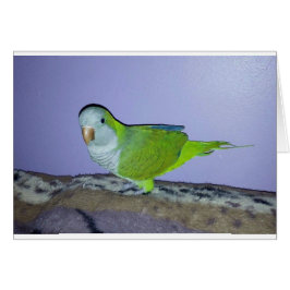 オキナインコ