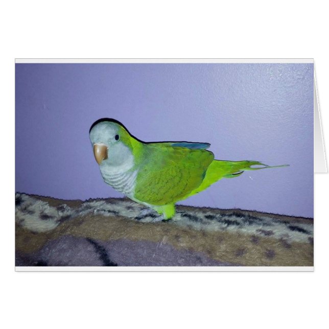 オキナインコ (正面横)