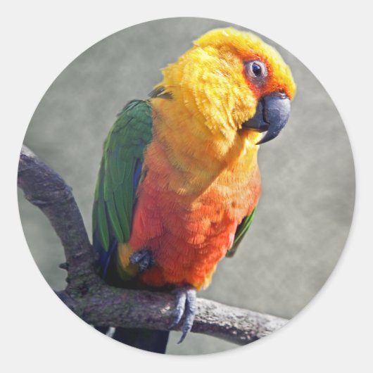 オキナインコ ステッカー (正面)