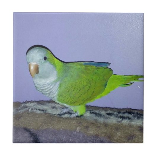 オキナインコ タイル (正面)