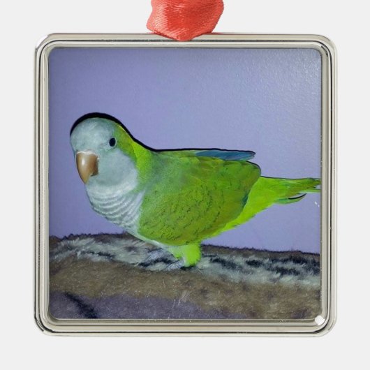 オキナインコ メタルオーナメント (正面)