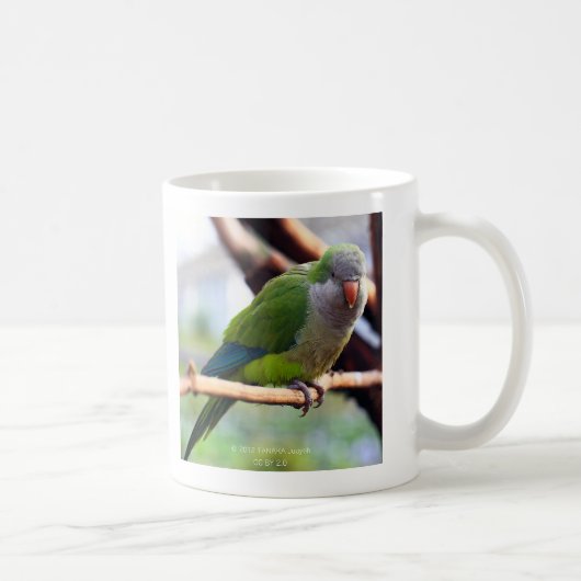 オキナインコ , Monk parakeet コーヒーマグカップ (右)