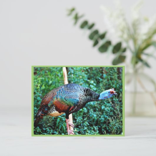 オクセルトルコ ポストカード (スタンド正面)