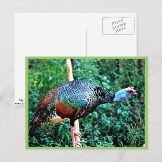 オクセルトルコ ポストカード (正面/裏面)