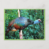 オクセルトルコ ポストカード (正面)