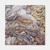 オクトピ マグネット (正面)