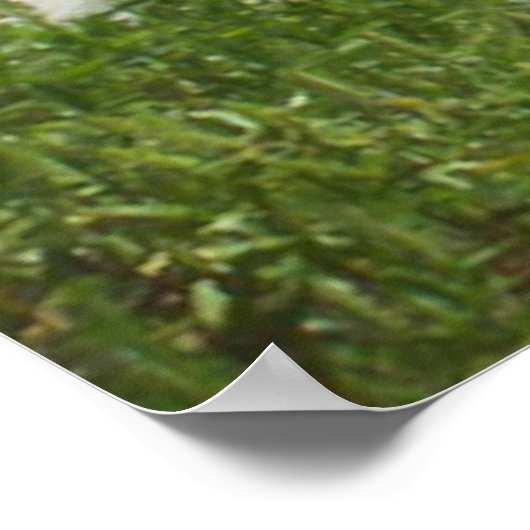 オクラコケ島 ポスター (角)