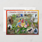 オクラホマのはがき19rの鳥 ポストカード (正面/裏面)