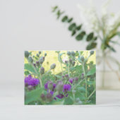 オクラホマの葉書の野草 ポストカード (スタンド正面)