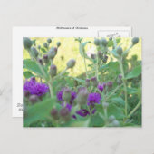 オクラホマの葉書の野草 ポストカード (正面/裏面)