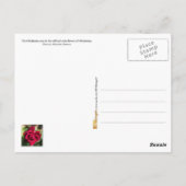 オクラホマ州花：オクラホマバラ ポストカード (裏面)