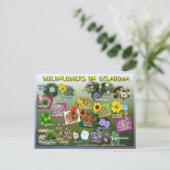 オクラホマ葉書のワイルドフラワー19r ポストカード (スタンド正面)