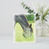 オクラホマ馬3 ポストカード (スタンド正面)