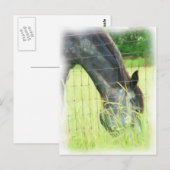 オクラホマ馬3 ポストカード (正面/裏面)