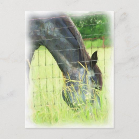 オクラホマ馬3 ポストカード (正面)