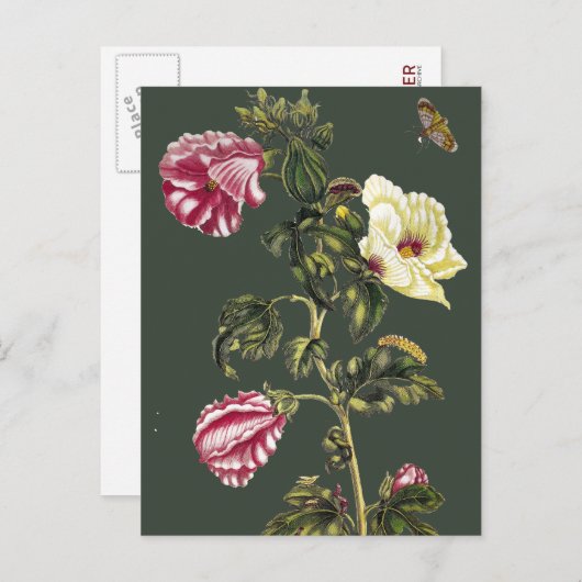 オクラ ポストカード (正面/裏面)