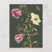 オクラ ポストカード (正面)