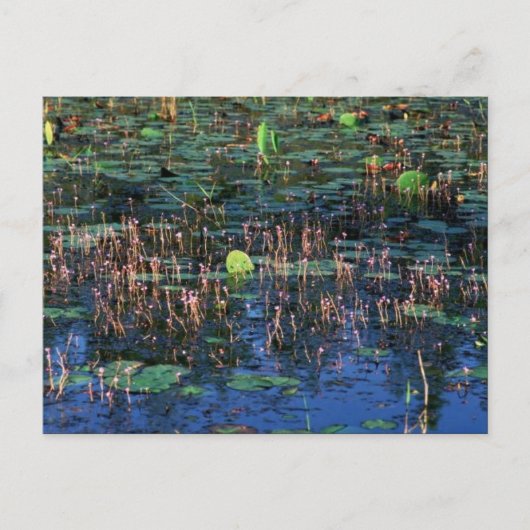 オケフェノキー湿原植物国立野生生物群 ポストカード (正面)