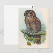 オケラタン材（斑入りフクロウ） ポストカード (正面/裏面)