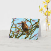 オコティロブッシュの未熟な赤尾のタカ カード (黄色い花)